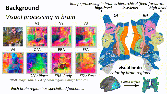 Brain Decodes Deep Nets preview